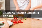 榆钱树图片的功效和作用禁忌（榆钱树图片及相关的介绍）