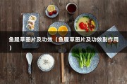 鱼腥草图片及功效（鱼腥草图片及功效副作用）