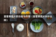 苜蓿草图片的功效与作用（苜蓿草图片长什么样）